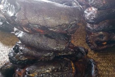 Freshly Smoked river catfish